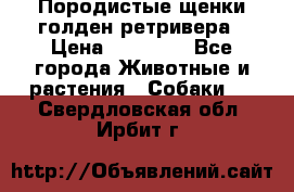 Породистые щенки голден ретривера › Цена ­ 25 000 - Все города Животные и растения » Собаки   . Свердловская обл.,Ирбит г.